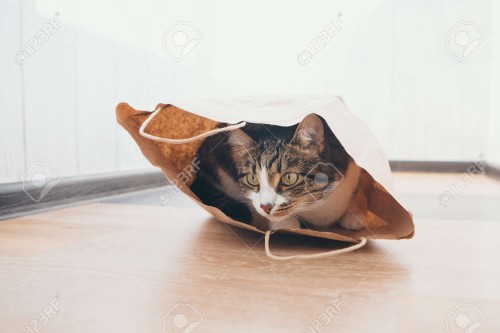 107843180-kot-w-paski-siedzi-w-papierowej-torbie-i-wygląda-z-niej-na-białym-tle.jpg