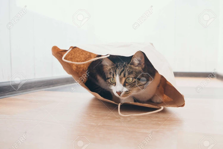 107843180-kot-w-paski-siedzi-w-papierowej-torbie-i-wygląda-z-niej-na-białym-tle.jpg