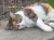 3d6808e72546da7b343xx61c27cf.webp